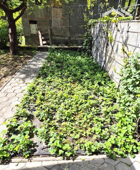 Záhradka so závlahou a murovanou chatkou na Vinici