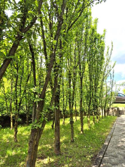 Záhradka so závlahou a murovanou chatkou na Vinici