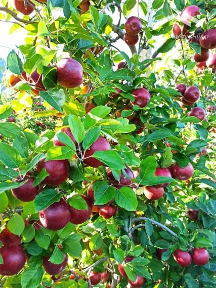 Mikušovce – Ovocný sad so záhradou a potenciálom stavebného pozemku