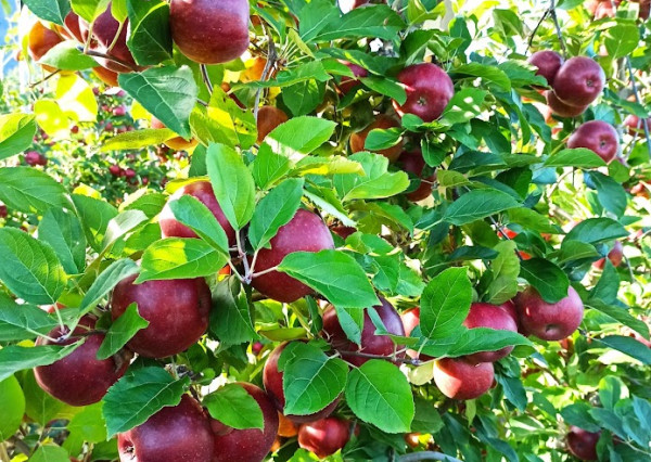 Mikušovce – Ovocný sad so záhradou a potenciálom stavebného pozemku